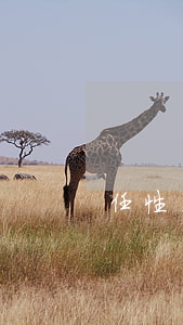 任性用逾期被起訴開庭(任性貸逾期被起訴)