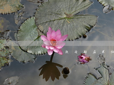 任性貸還款逾期后果(任性貸還了一期還能借嗎)