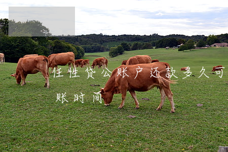 任性贷公账户还款多久可以划清-任性贷到账时间