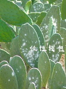 任性钱包逾期(任性贷逾期了怎么办)