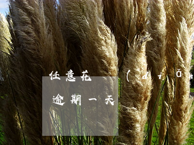 任意花幾點(diǎn)還款算逾期(任意花逾期一天)