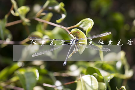 任意花逾期一天（任意花逾期一年會被起訴嗎）