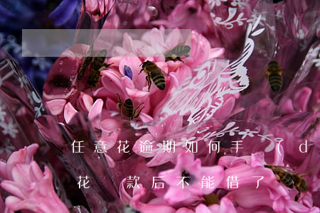任意花逾期如何手動(dòng)還款(任意花還款后不能借了)