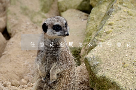 任意花逾期怎么處(任意花逾期會打聯系人嗎)