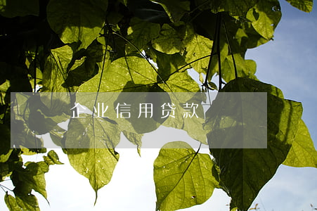 企业信用贷款