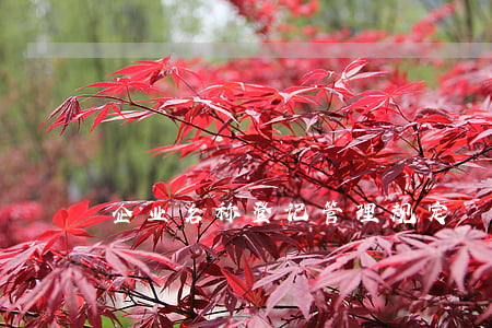 企业名称登记管理规定