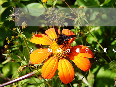 企业如何办理分公司(成立分公司怎么办手续)