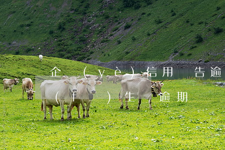 企業(yè)信用報告逾期影響(信用報告發(fā)生過逾期)