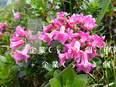 企業(yè)個稅申報逾期超過兩次怎么辦-企業(yè)個稅申報逾期超過兩次怎么辦理