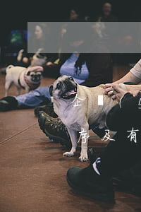 企業(yè)債券的發(fā)行條件、程序及有關(guān)要求有哪些