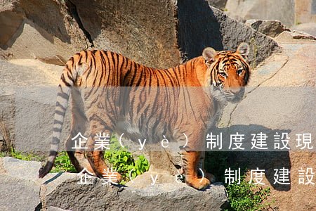 企業(yè)制度建設(現(xiàn)代化企業(yè)制度建設)