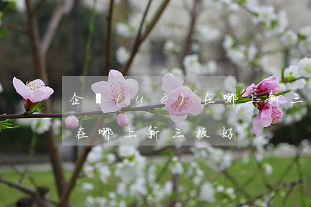 企業(yè)在哪上新三板好(企業(yè)在哪上新三板好)
