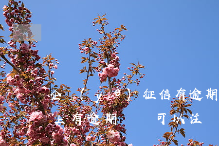 企業(yè)征信有逾期記錄還能開嗎(征信上有逾期記錄可以注冊公司嗎)