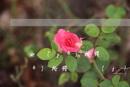 企業(yè)所得稅審計(jì)(企業(yè)所得稅審計(jì)時(shí)間)
