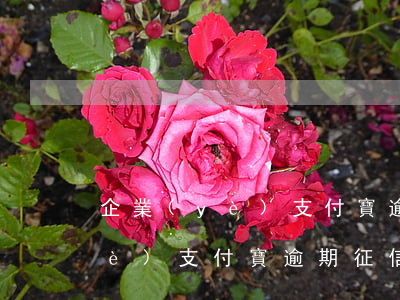企業(yè)支付寶逾期影響法人(企業(yè)支付寶逾期征信是在法人還是股東)