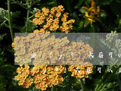 企業(yè)欠薪可以直接法院起訴嗎(企業(yè)欠薪可以直接法院起訴嗎)