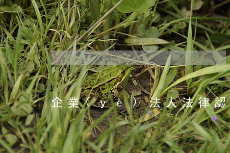 企業(yè)法人法律認(rèn)知