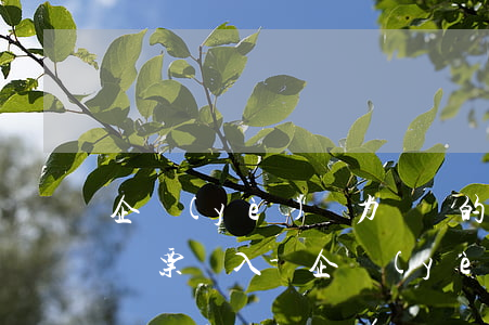 企業(yè)無力償還的商業(yè)承兌匯票計入-企業(yè)無法償還的商業(yè)承兌匯票