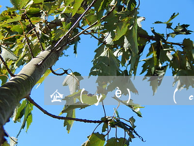 企業(yè)財產(chǎn)保險投保單