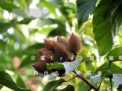 企業(yè)貸款逾期后果是什么(貸款逾期有什么后果嚴重)
