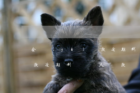 企業(yè)貸款逾期影響(企業(yè)貸款逾期影響個人貸款買房嗎)