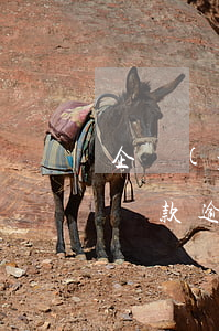 企業(yè)貸款逾期算失信(企業(yè)貸款逾期算失信)