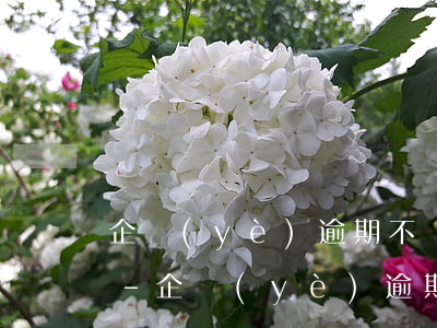 企業(yè)逾期不報稅對會計有什么影響-企業(yè)逾期不報稅對會計有什么影響嗎