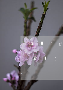 企業(yè)領(lǐng)導(dǎo)者產(chǎn)生審計(jì)風(fēng)險(xiǎn)的原因主要是什么