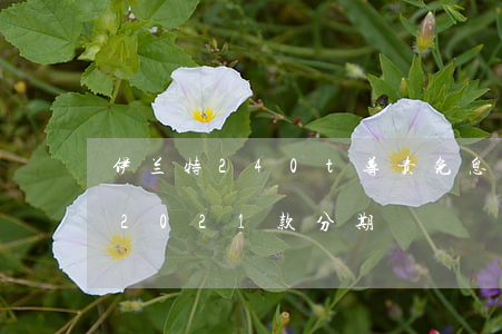 伊兰特240t尊贵免息分期方案-伊兰特2021款分期