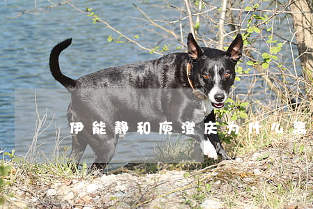 伊能静和庾澄庆为什么离婚