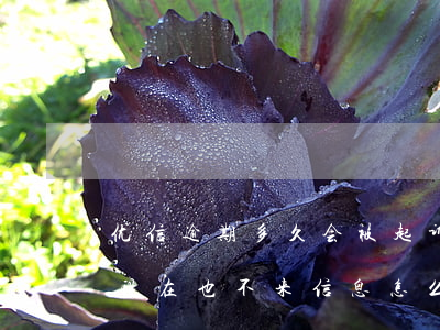 优信逾期多久会被起诉(优信车贷逾期十个月现在也不来信息怎么回事儿)
