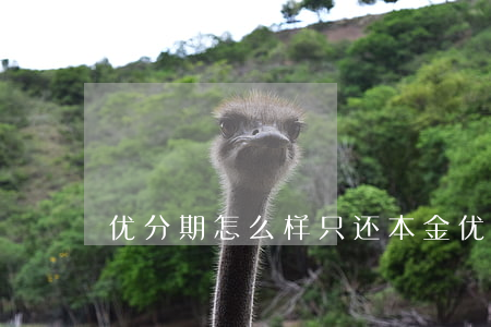 优分期怎么样只还本金(优分期吧)