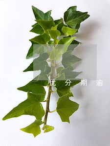 优分期逾期还要还款吗(逾期还能分期还款吗)