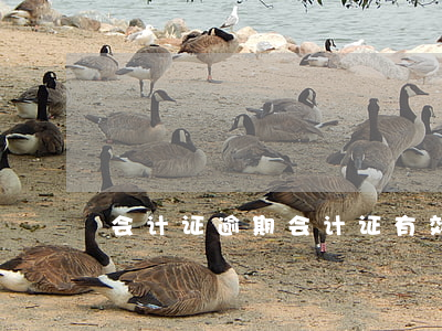 会计证逾期(会计证有效期过了怎么办)