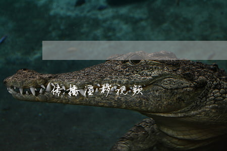 传播淫秽视频