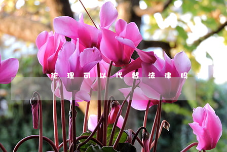 伦理可以代替法律吗(有哪些伦理问题)