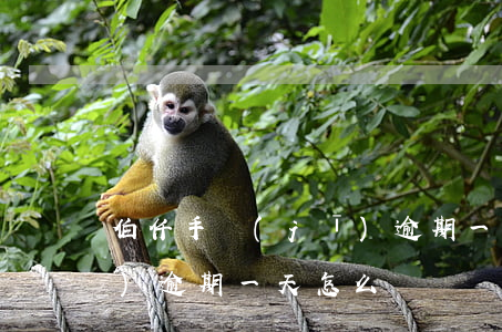 伯仟手機(jī)逾期一天(伯仟手機(jī)逾期一天怎么辦)