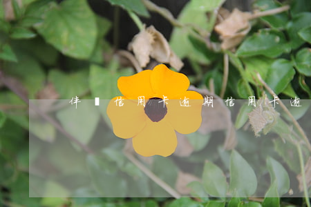 伴侶信用卡逾期(信用卡 逾期 后果)
