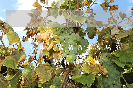 低保戶欠信用卡可以不還嗎(低保戶辦理信用卡會被取消低保嗎)