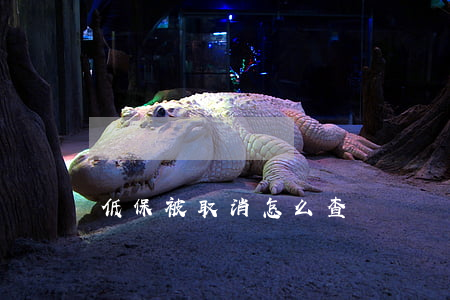 低保被取消怎么查