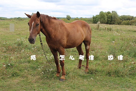 低學歷怎么考律師(做律師需要什么條件學歷)