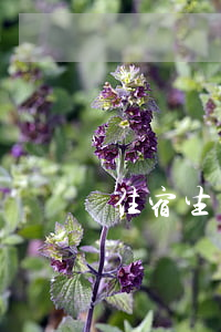住宿生安全協(xié)議書