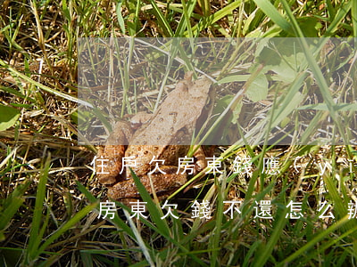 住戶欠房東錢應(yīng)該找哪個部門(房東欠錢不還怎么辦)