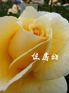 住房公積金貸款逾期怎么還（貸款逾期怎么還）