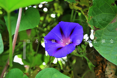 住房出租合同(住房出租合同 標準版免費)