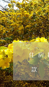 住房抵押貸款逾期還息(房子抵押貸款逾期還款會有什么影響)
