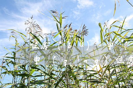住房補(bǔ)貼申請(qǐng)書范文(申請(qǐng)住房補(bǔ)貼需要什么資料)
