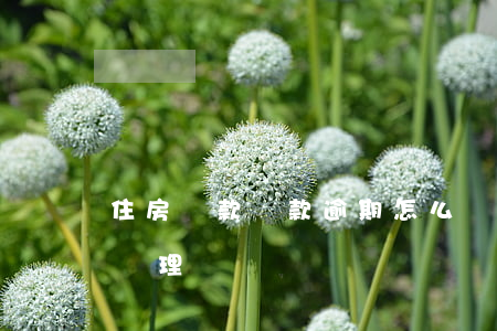 住房貸款貸款逾期怎么辦(住房貸款逾期怎么處理)