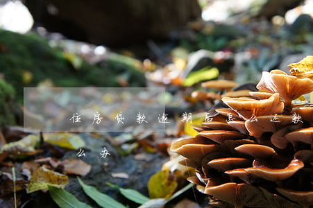 住房贷款逾期后怎么还款(贷款还款逾期了怎么办)