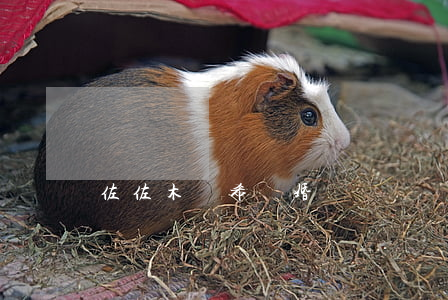 佐佐木亞希離婚